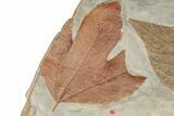 Massive, Plate of Paleocene Leaf Fossils - Glendive, Montana #189118-7